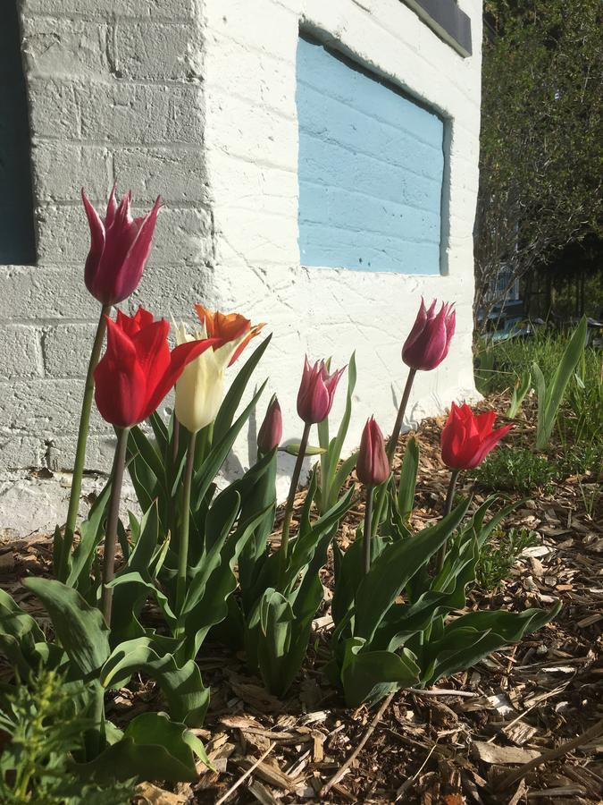 Hooper Homestead Bed And Breakfast Central  City Bagian luar foto